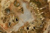 Petrified Wood (Araucaria) Slab - Madagascar #118784-1